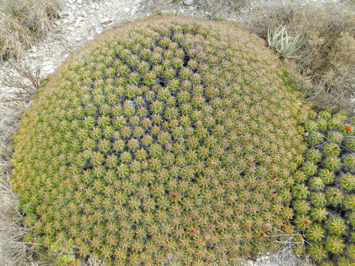 Ferocactus robustus (Clump barrel) — photo