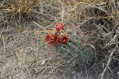 Ferocactus uncinatus (Turk's head cactus) — photo