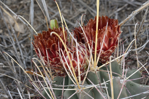 Ferocactus uncinatus (Turk's head cactus) — photo