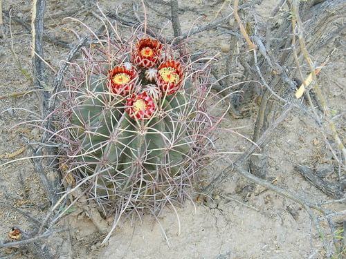 Ferocactus uncinatus
