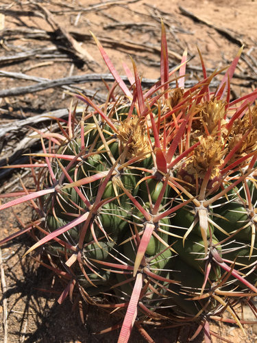 Ferocactus viridescens (Coast barrel cactus) — photo