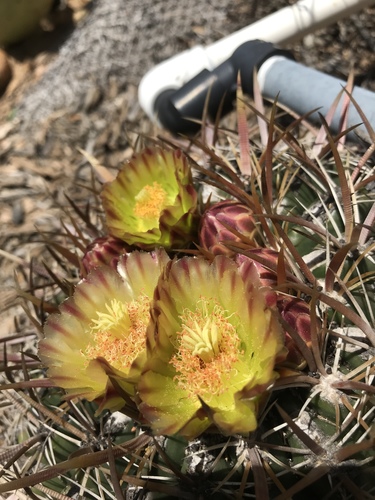 Ferocactus viridescens (Coast barrel cactus) — photo