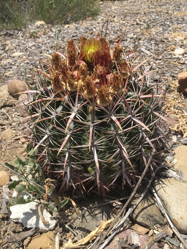 Ferocactus viridescens