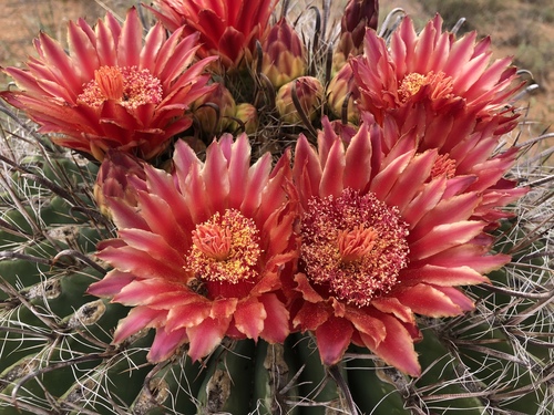Ferocactus wislizeni (Fishhook barrel cactus) — photo