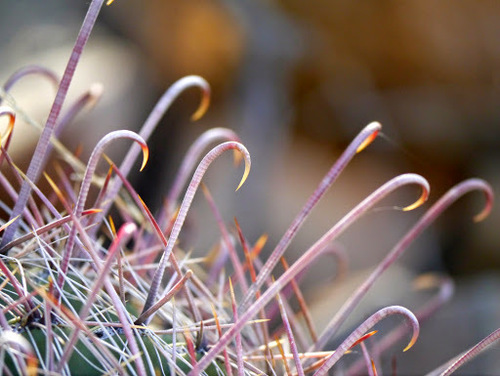 Ferocactus wislizeni (Fishhook barrel cactus) — photo