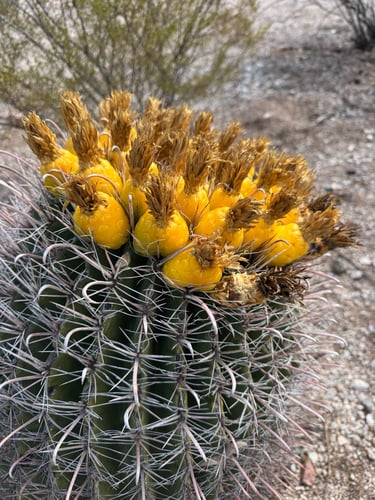 Fishhook barrel cactus