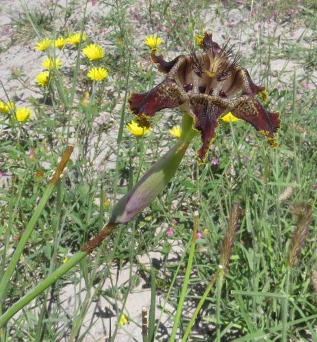 Ferraria glutinosa — photo