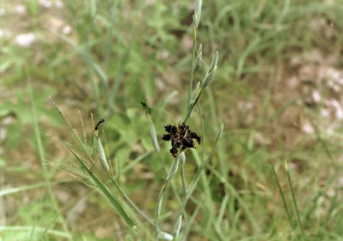 Ferraria glutinosa