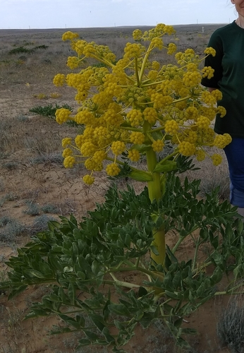 Ferula assa-foetida