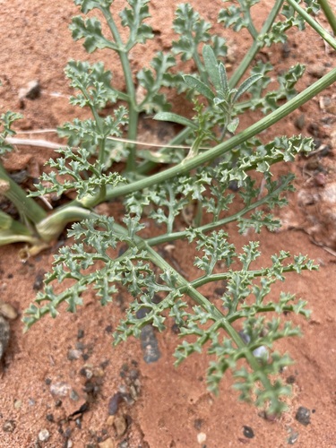 Ferula bungeana