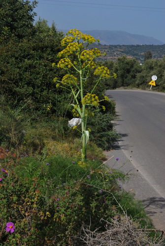 Ferula communis (Common Giant Fennel) — photo