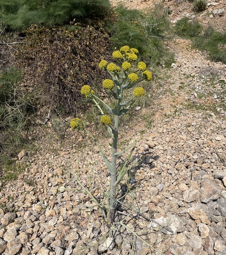 Ferula communis (Common Giant Fennel) — photo