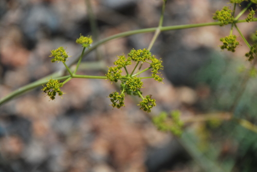 Ferula dubjanskyi
