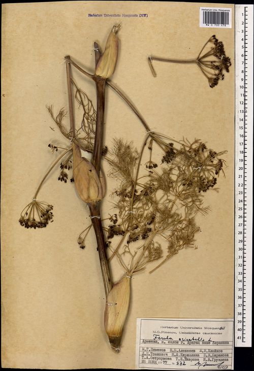 Ferula elaeochytris
