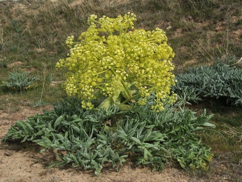 Ferula foetida (Asafoetida) — photo