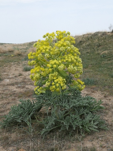 Ferula foetida (Asafoetida) — photo