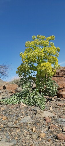 Ferula foetida