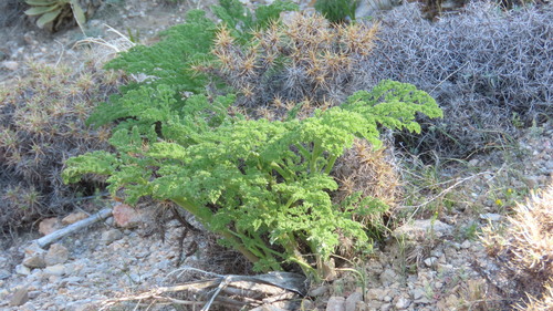 Ferula gummosa (Galbanum) — photo