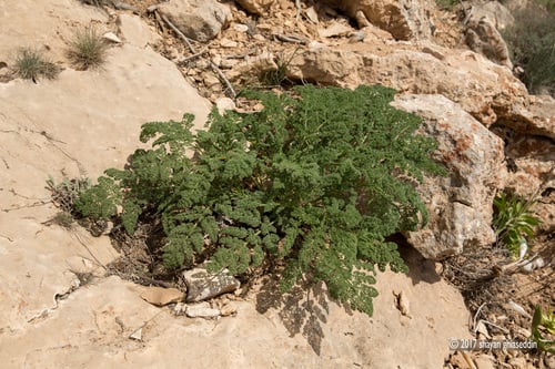 Ferula gummosa