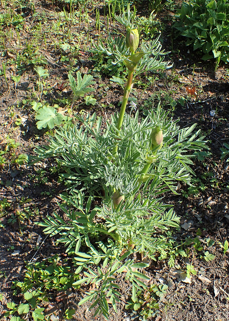 Ferula jaeschkeana — photo