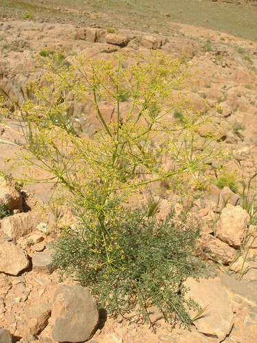 Ferula longipes