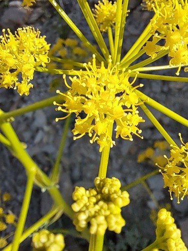Ferula persica — photo