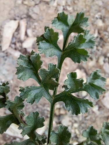 Ferula persica — photo