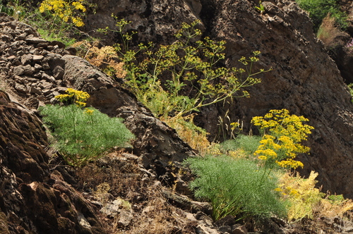 Ferula persica