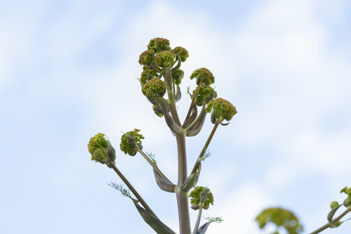 Ferula tingitana — photo
