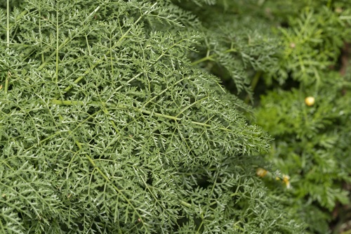Ferula tingitana — photo