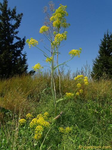 Ferula tingitana