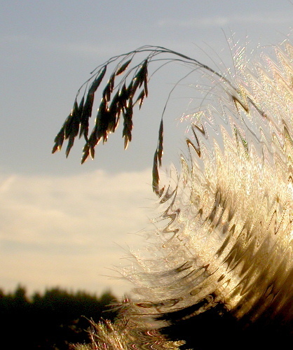 Festuca arundinacea — photo