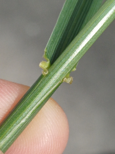 Festuca arundinacea — photo
