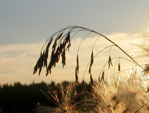 Festuca arundinacea
