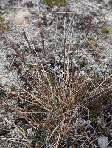 Festuca brachyphylla — photo