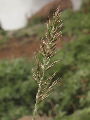 Festuca brachyphylla — photo