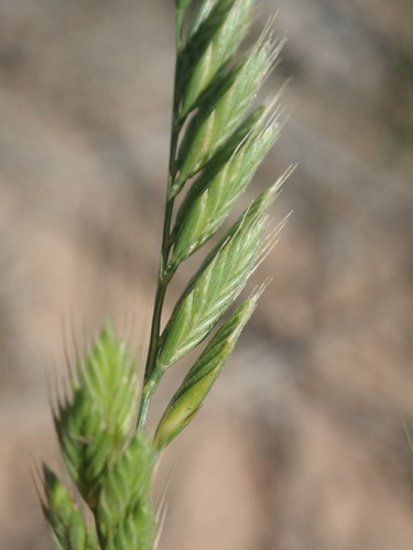 Festuca octoflora — photo