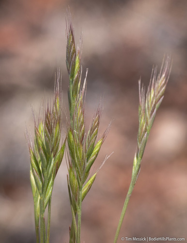 Festuca octoflora — photo