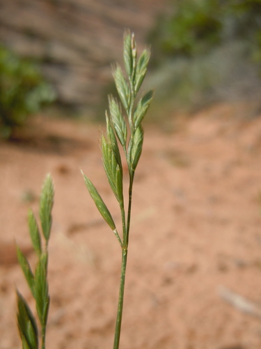Festuca octoflora