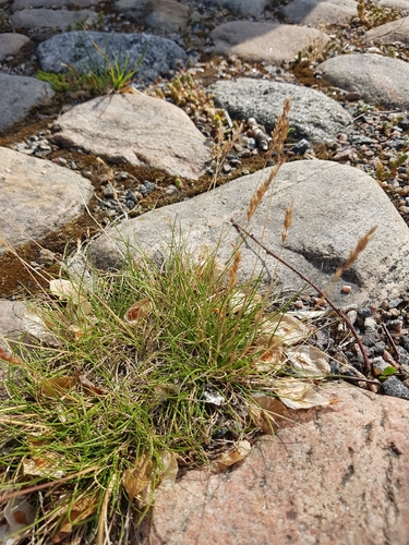 Festuca ovina (Sheep’s fescue) — photo