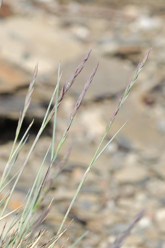 Festuca ovina (Sheep’s fescue) — photo