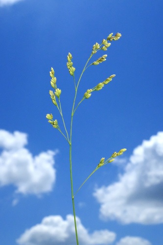 Festuca paradoxa (Cluster fescue) — photo