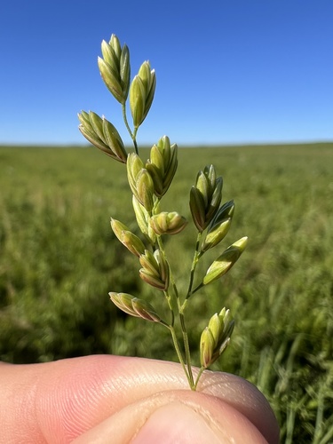 Festuca paradoxa (Cluster fescue) — photo