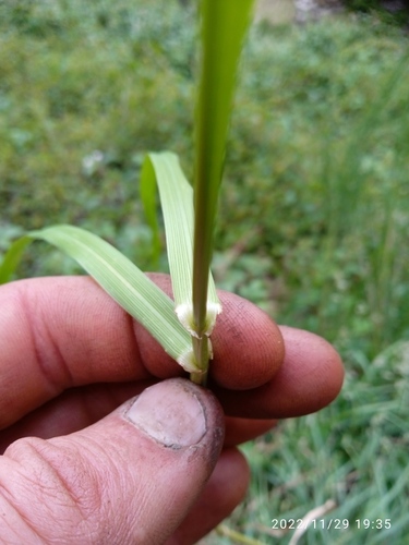 Festuca pratensis (Meadow fescue) — photo