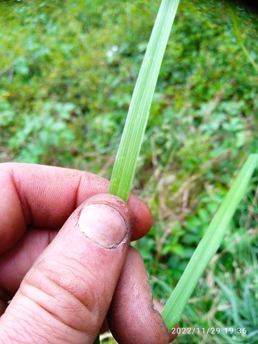 Festuca pratensis (Meadow fescue) — photo