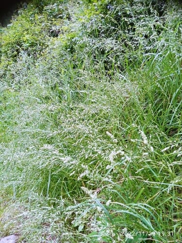 Festuca pratensis