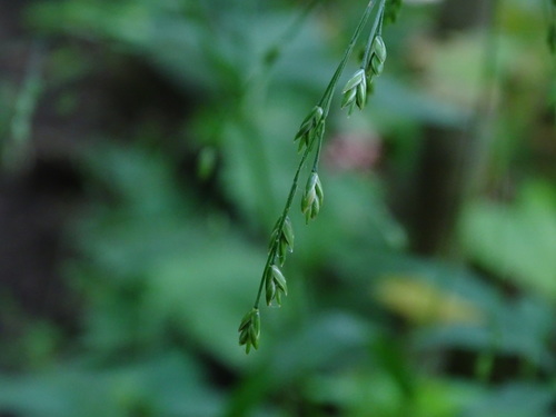 Festuca subverticillata (Nodding fescue) — photo