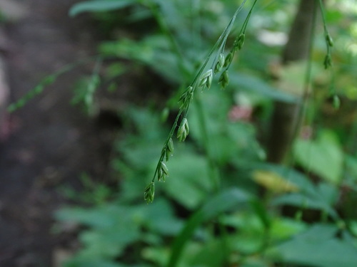 Festuca subverticillata (Nodding fescue) — photo