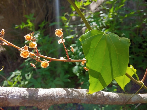 Fevillea cordifolia (Sequa) — photo