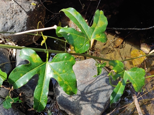 Fevillea cordifolia (Sequa) — photo